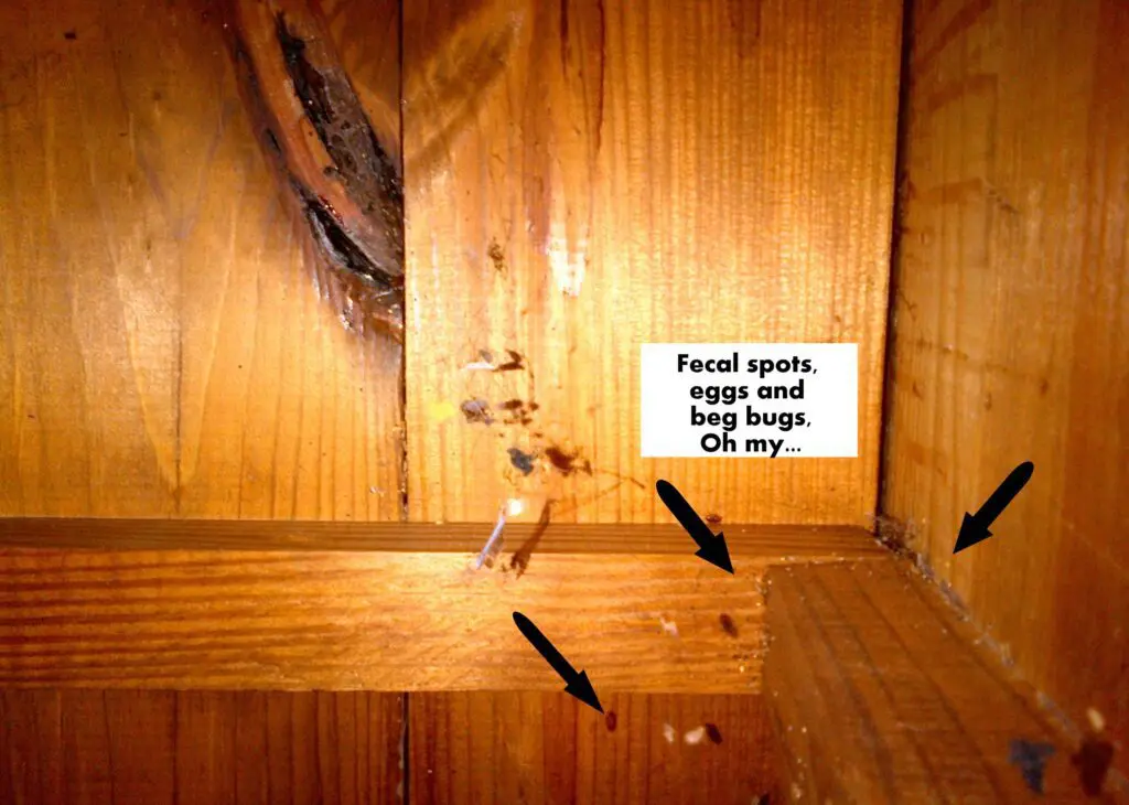 Fecal spots eggs and bed bugs indicated by arrow