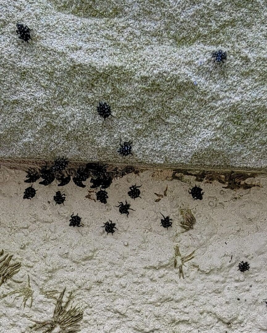 Close up image of some insects on the wall