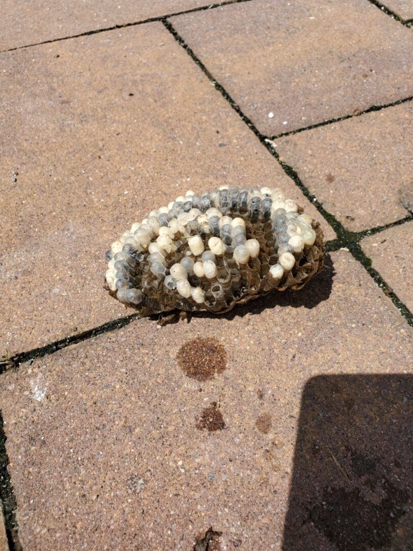 A bees nest laying on the ground with eggs still on it