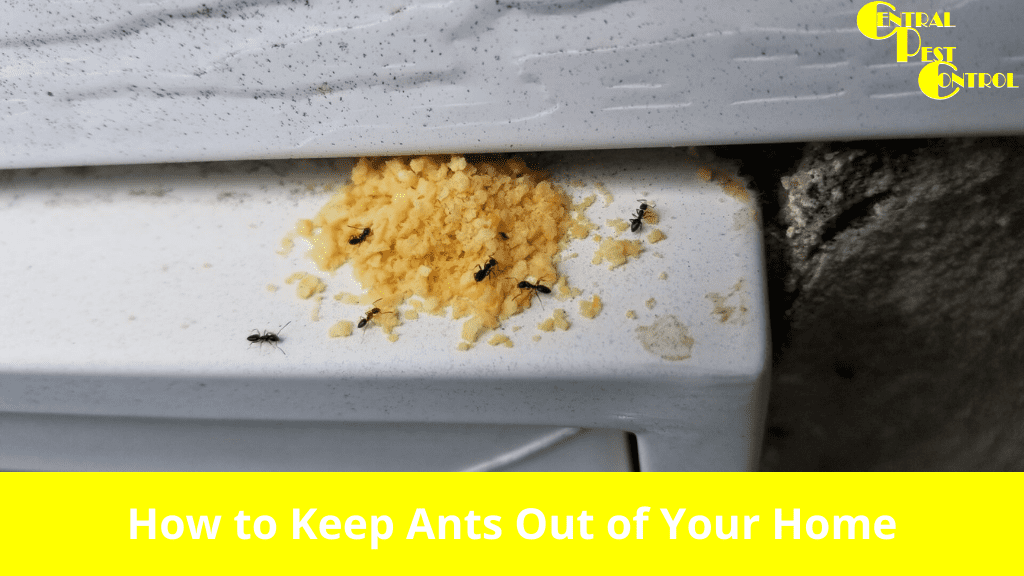Ant Prevention How to Keep Ants Out of Your Home