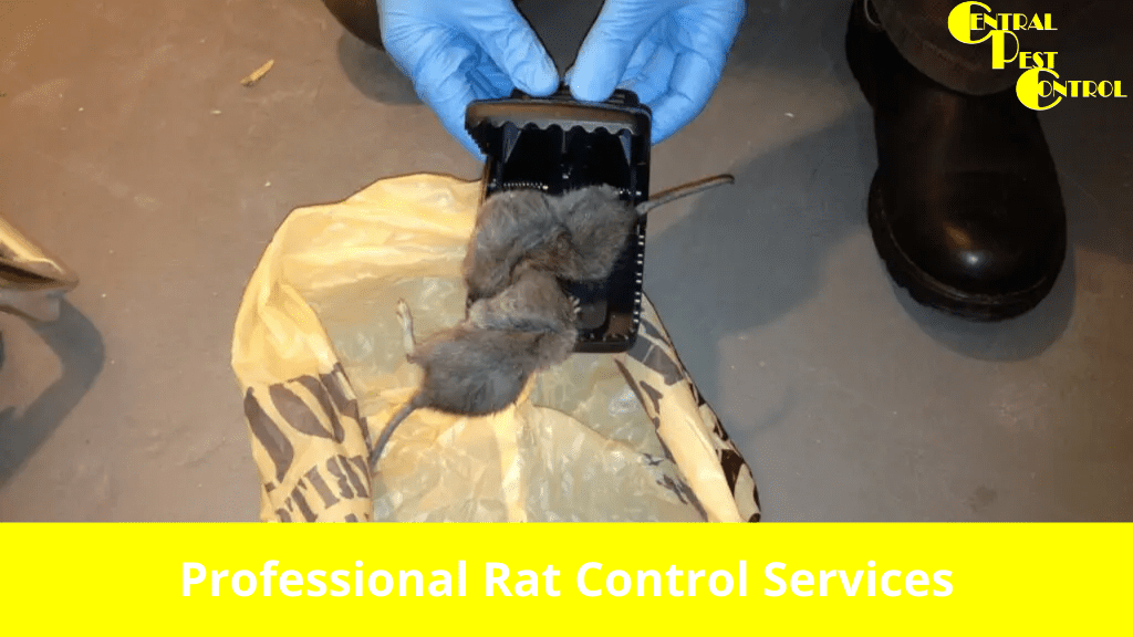 Professional Rat Control Services