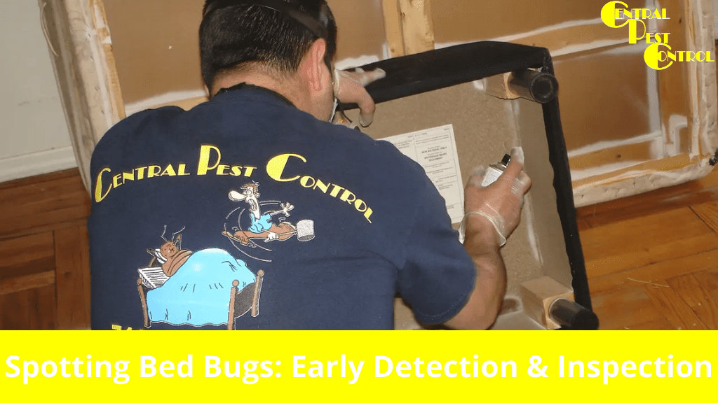 Spotting Bed Bugs